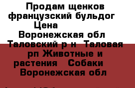 Продам щенков французский бульдог › Цена ­ 15 000 - Воронежская обл., Таловский р-н, Таловая рп Животные и растения » Собаки   . Воронежская обл.